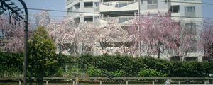 桜はまだ見ごろ（４月６日）_b0013376_2075389.jpg