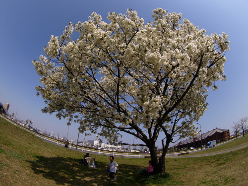 SAKURA in YOKOHAMA_d0104276_22475520.jpg