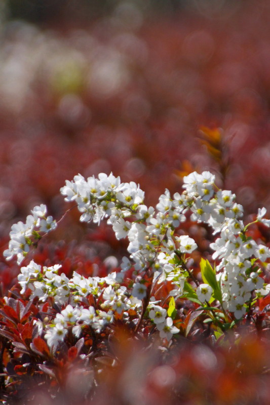 桜と花_b0044477_23182596.jpg