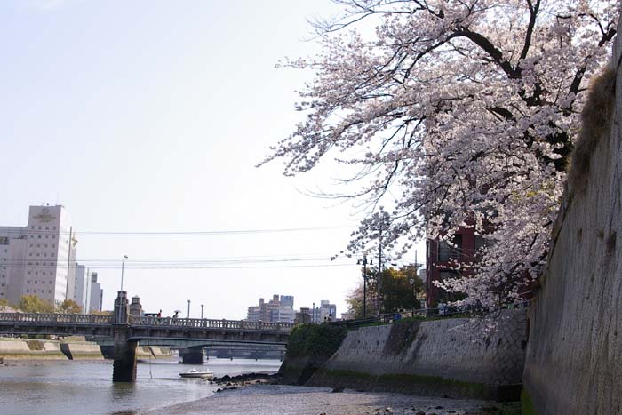 石橋と桜_f0130879_2122931.jpg