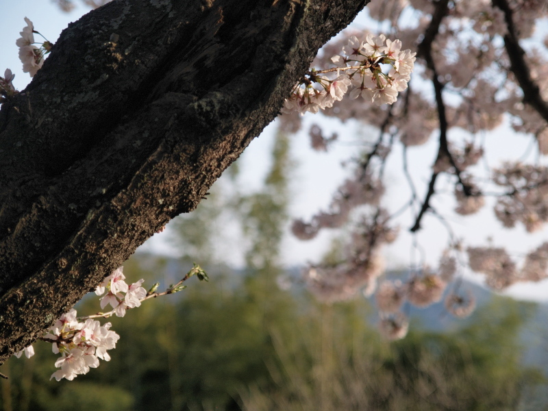 本日も桜は綺麗でした。_c0050380_18452391.jpg