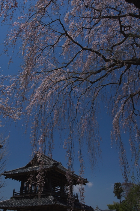 2008年4月6日　那珂市阿弥陀寺_e0143883_20572937.jpg