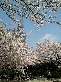 桜＠千鳥ヶ淵公園_d0125890_17484067.jpg