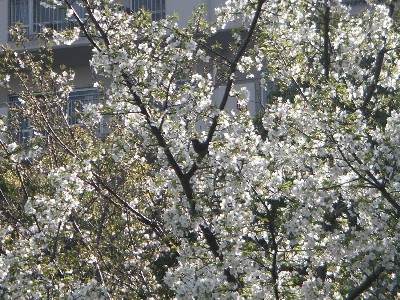 桜～♪桜～♪_c0108693_22172843.jpg