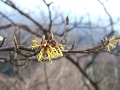 金時山の花 Vol. 34_e0024094_934565.jpg