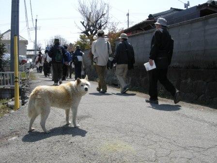 春爛漫！まちミュー椿城ツアー_c0018195_23434672.jpg