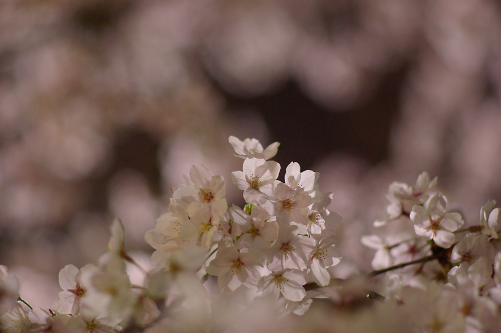 夜桜撮影ふたたび_f0010196_002330.jpg