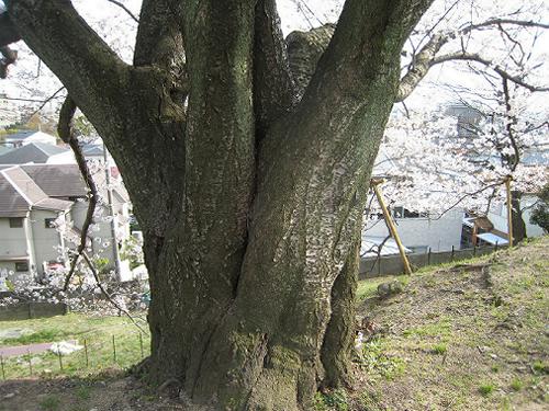 水の科学博物館の桜_b0051598_22514881.jpg