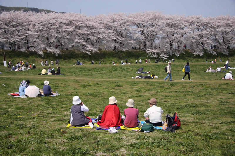 八幡市　背割堤　桜Ⅴ_a0046000_1745342.jpg