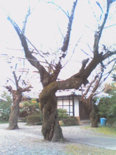 c0131901_13019.jpg
