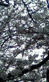 c0117106_193851.jpg