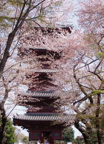 名残りの桜　池上本門寺_c0051107_23485387.jpg