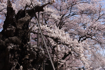 甲州　わに塚の桜〜山高神代桜を尋ねて_b0045109_23322997.jpg