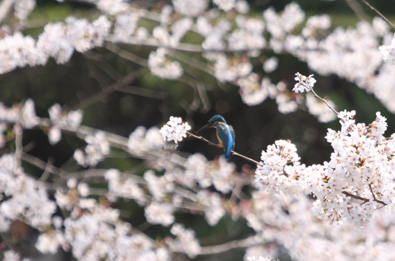 この一週間は野鳥三昧だった_c0031909_205421100.jpg