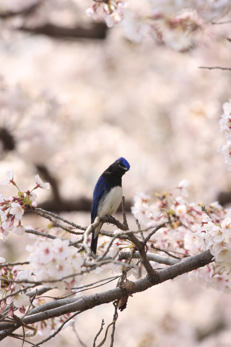 この一週間は野鳥三昧だった_c0031909_21151816.jpg