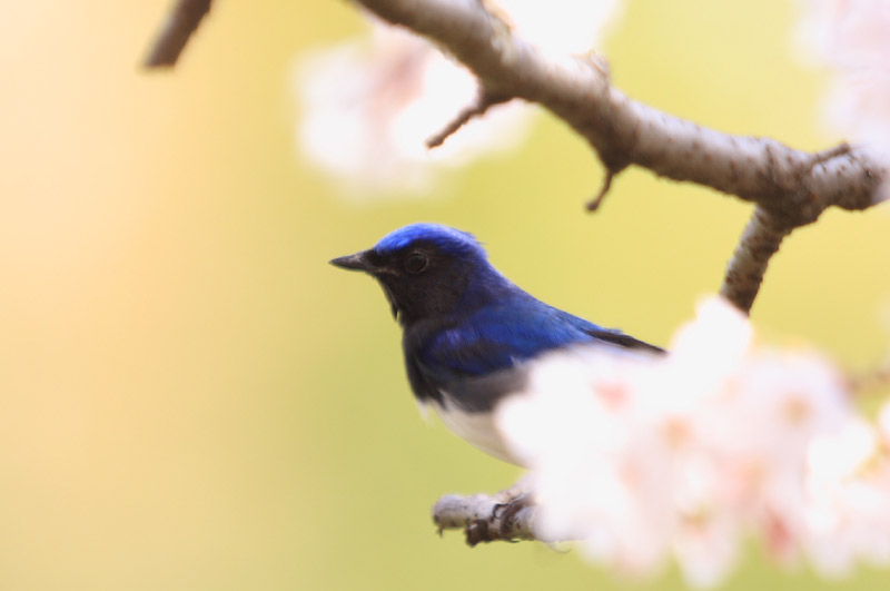 この一週間は野鳥三昧だった_c0031909_21182988.jpg