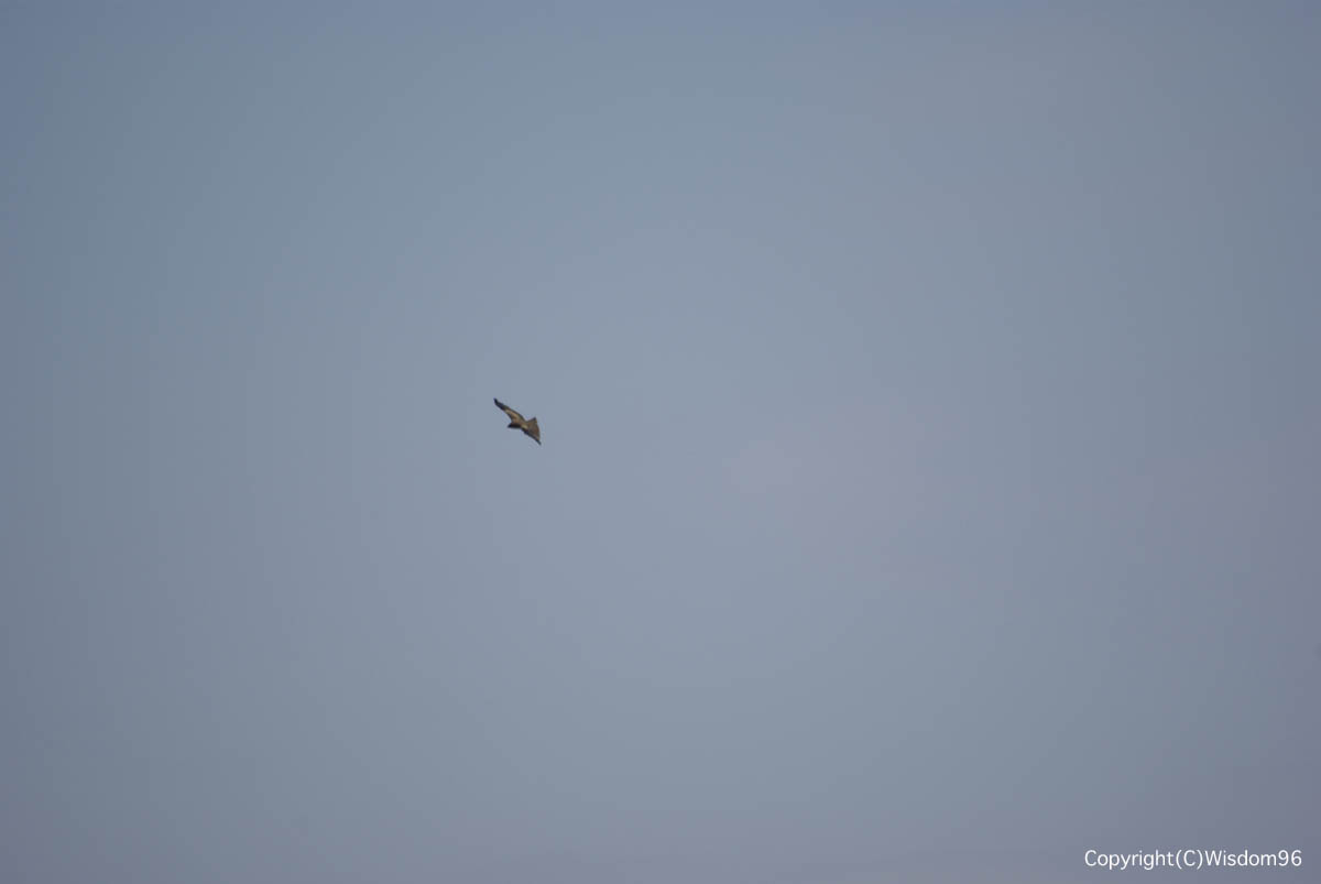 e0142611_7394842.jpg
