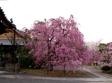 上品蓮台寺_e0048413_21145442.jpg
