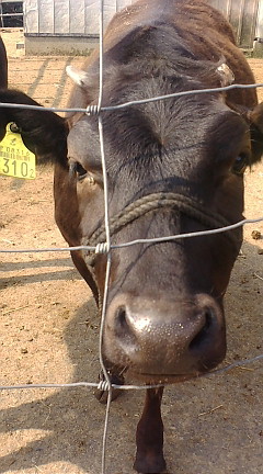 f0126418_1134269.jpg