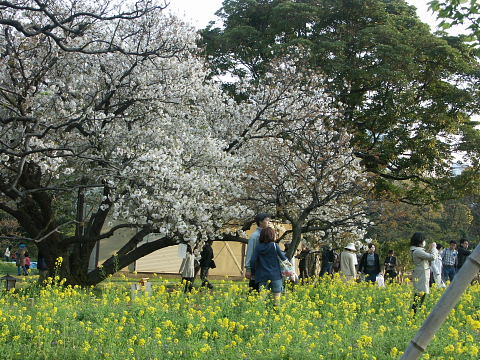 宵桜の庭　浜離宮恩賜公園_a0105819_9361780.jpg