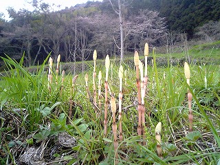 お花見日和の日曜日_c0060919_16362361.jpg