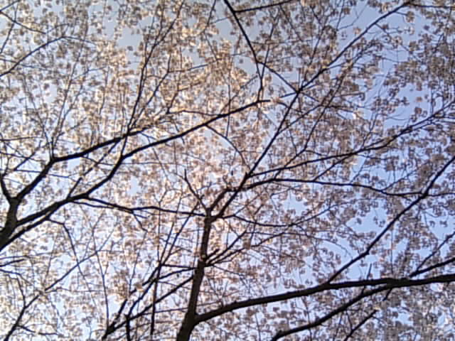 b0040426_12461793.jpg