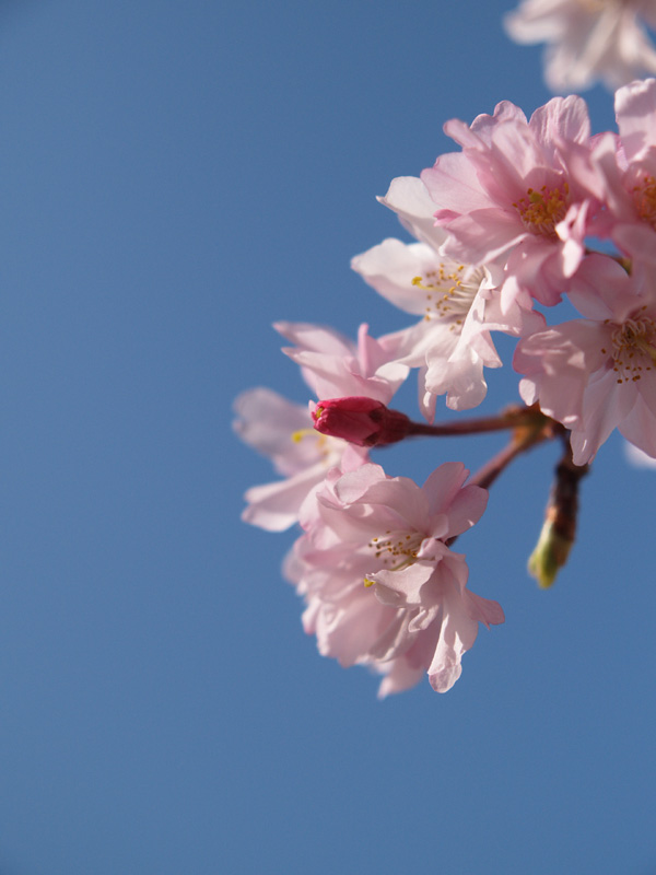 枝垂れ桜2008_c0021726_19442070.jpg