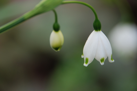 春の花（１）：08年4月_a0094730_2215674.jpg