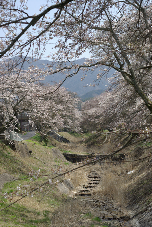 青空いっぱいの桜並木_c0136330_12432994.jpg