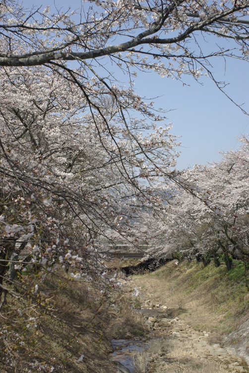 青空いっぱいの桜並木_c0136330_12435020.jpg