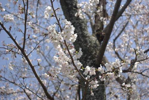 青空いっぱいの桜並木_c0136330_12523274.jpg