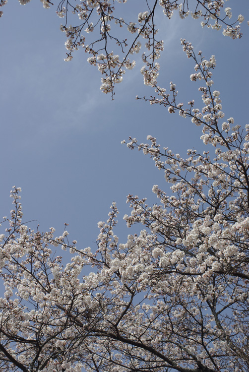 青空いっぱいの桜並木_c0136330_1392034.jpg