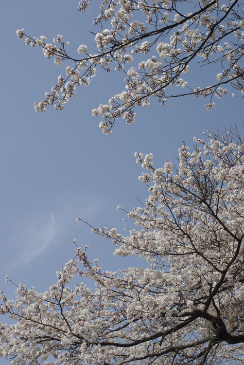 青空いっぱいの桜並木_c0136330_1393393.jpg