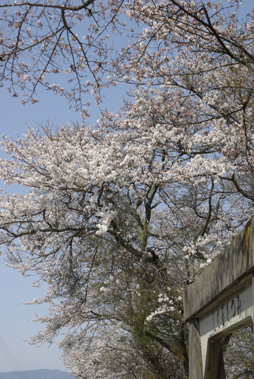 青空いっぱいの桜並木_c0136330_139631.jpg
