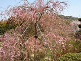 大分二大しぐれ桜バスツァー_b0014732_721427.jpg