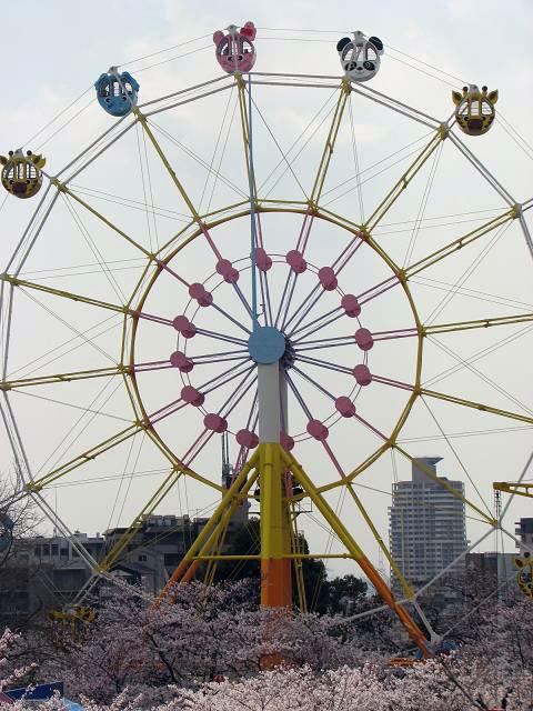 神戸王子動物園の桜　Ⅰ_f0099535_112497.jpg