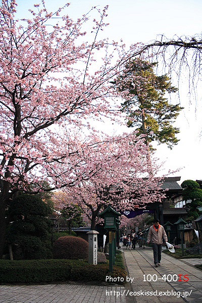 《花》　桜（安行寒桜2）　（密蔵院）_c0080036_0381159.jpg