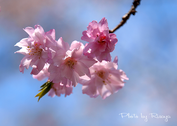 枝垂れ桜は恋の色♪　_e0072638_18245190.jpg