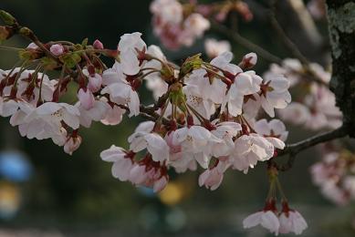 天橋立と桜（2008春の旅行）_e0057640_18272816.jpg