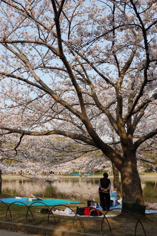 桜を撮らねばなぁ～。_d0148541_2210221.jpg