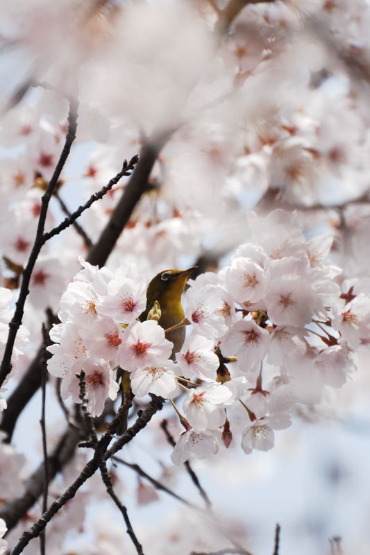 桜を撮らねばなぁ～。_d0148541_22112895.jpg