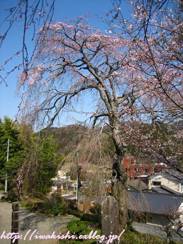 4月6日　いわき市南部の桜_f0105342_1254160.jpg