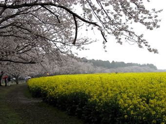 2008-04-06　　西都原で花見！_b0091745_14352132.jpg