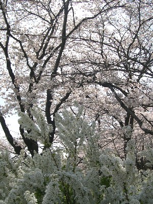 桜・・・新月・・・_f0072846_016811.jpg
