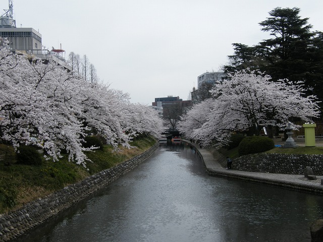 満開の桜って・・・・すてき！_b0099250_1253192.jpg