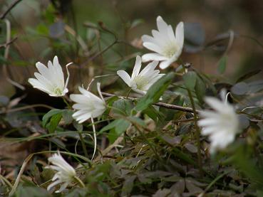 山に咲く可憐な草花NO３～♪_c0145250_1137479.jpg