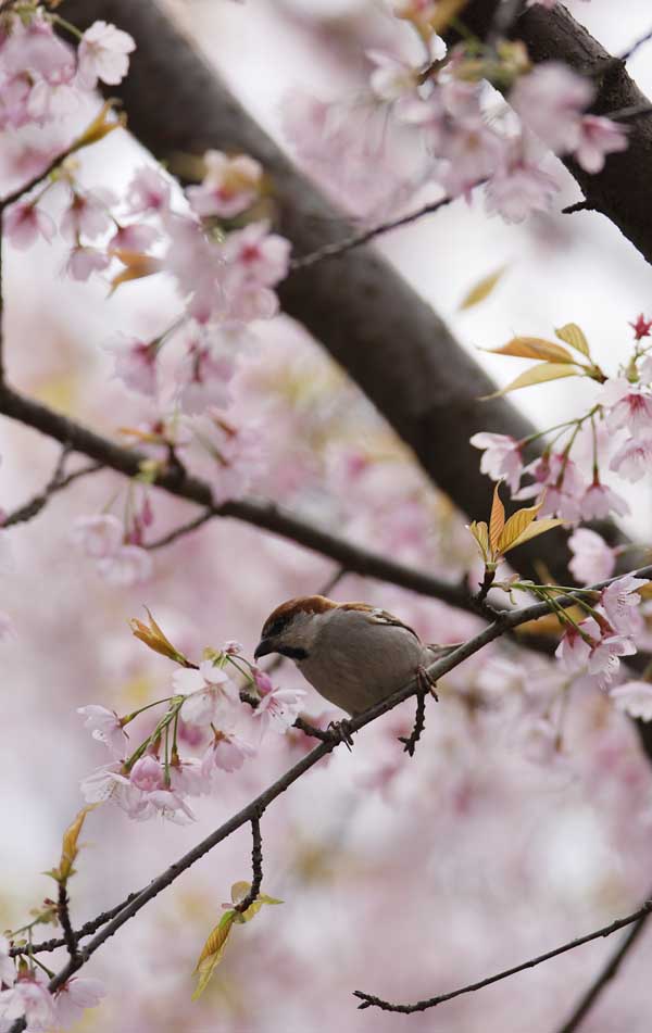 桜花爛漫　　　　　　　　　　　　　　　　ニュウナイスズメ_d0107950_23122521.jpg