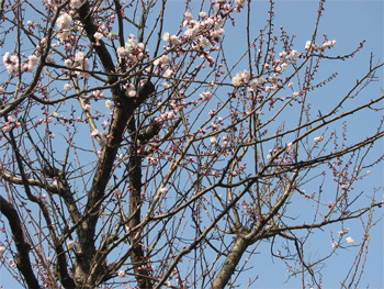 a0044453_134449.gif