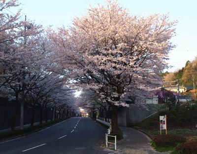 ☆桜の中でのパーティー☆_c0092953_21175911.jpg