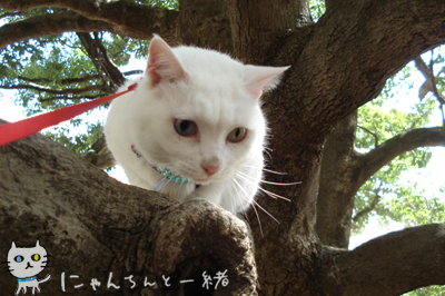 葉桜のお城公園_e0031853_13444643.jpg